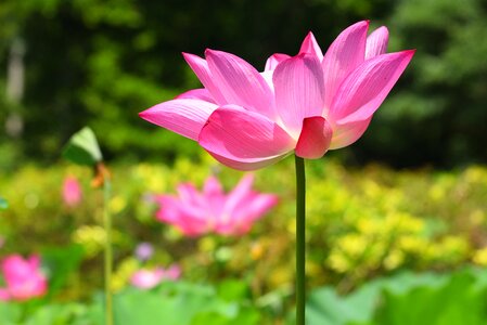 Aquatic plants flower lotus photo