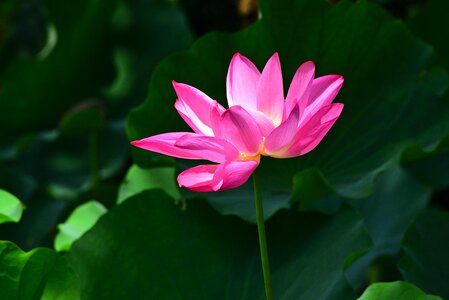 Aquatic plants flower lotus