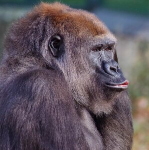 Ape mammal portrait