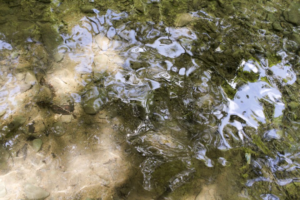 Lake nature summer