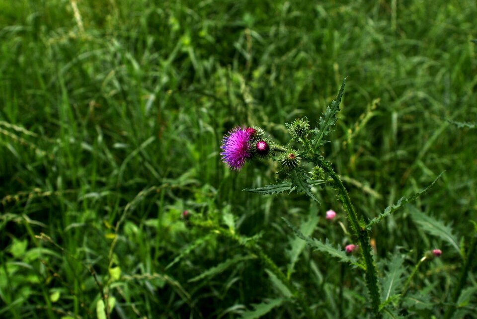 Flower foliage toxic