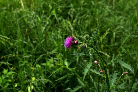 Flower foliage toxic