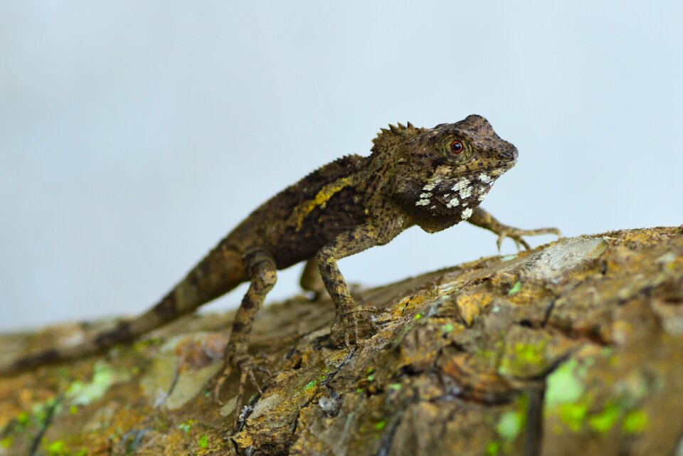 Lizard dragon lizard sven howe's climbing lizard