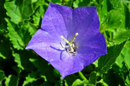 Blue closeup nature photo