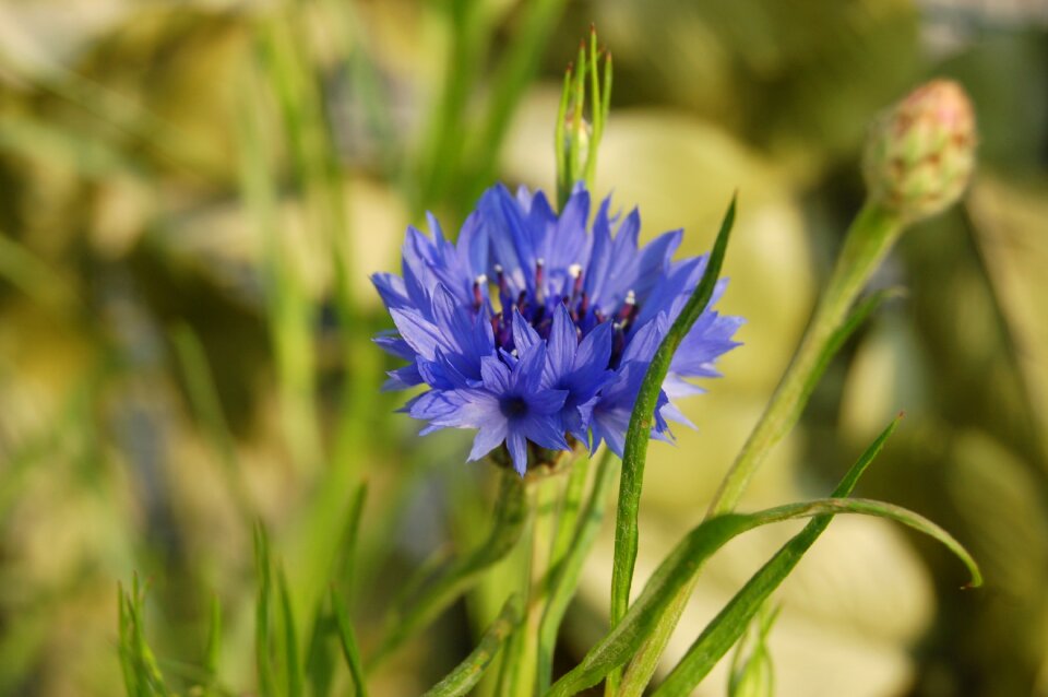 Spring spring flowers bloom