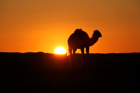 Camel sun rise sun set photo
