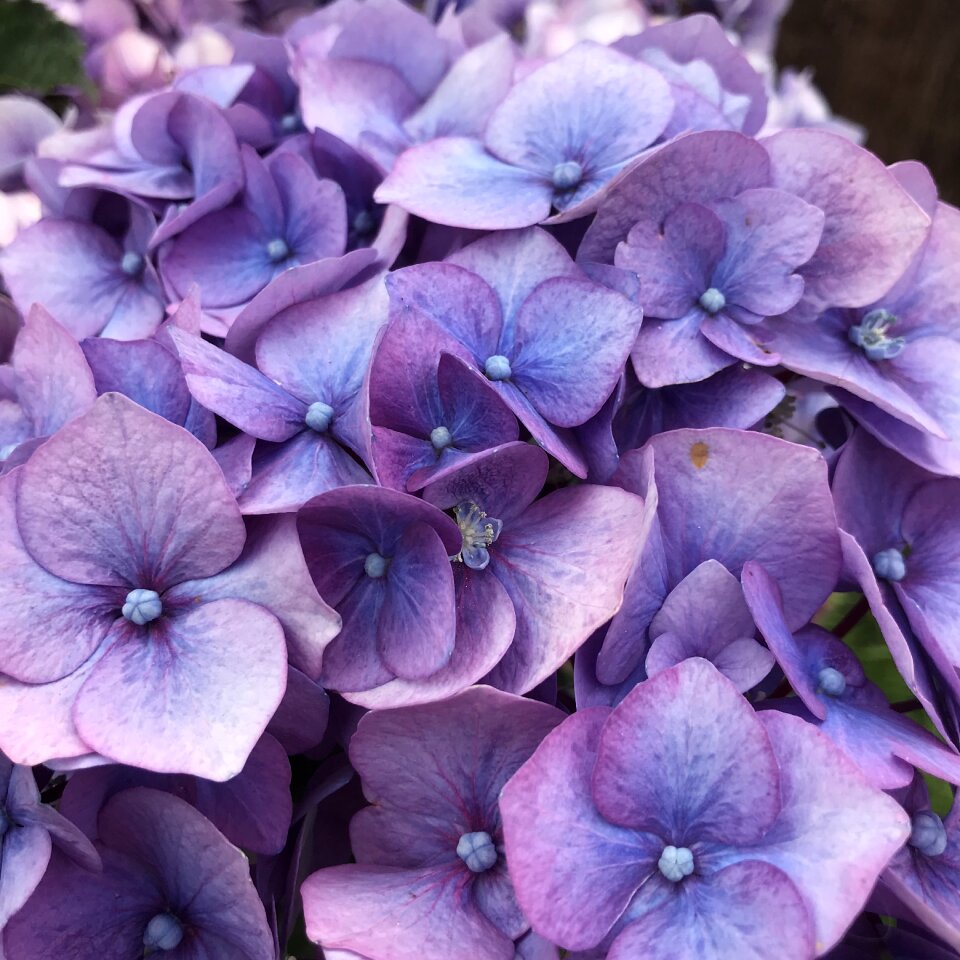 Blossom floral lilac nature
