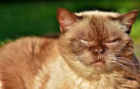 Mieze british shorthair cat thoroughbred