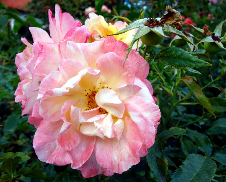 Bloom flower bloom