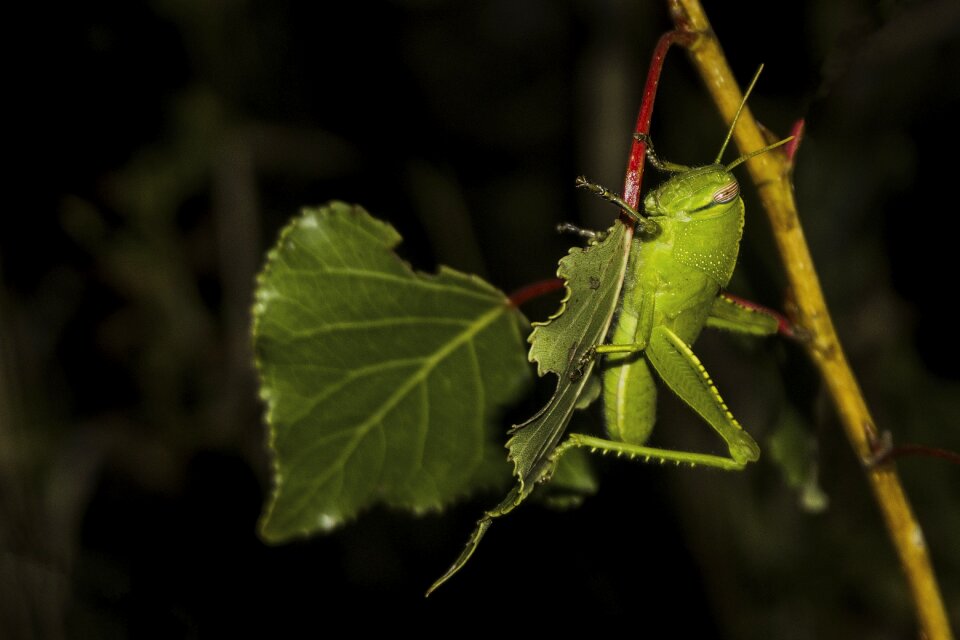 Animals insect dark photo