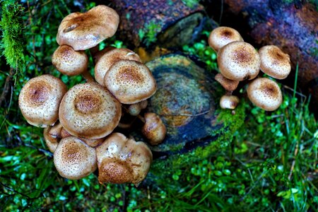 Poison toxic brown