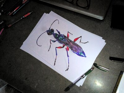 Sketch jewel wasp rgb photo