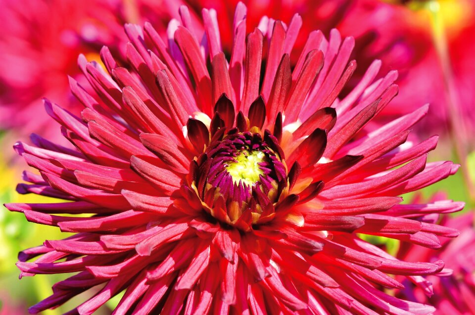 Bud dahlia garden garden plant