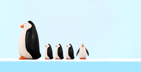 Penguins wildlife ice