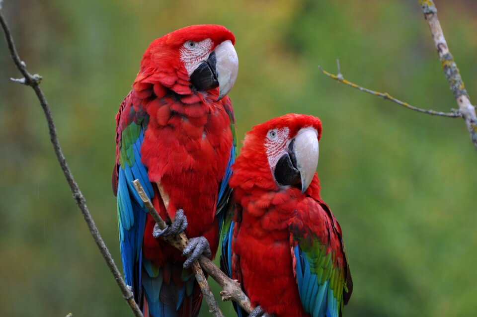 Outdoor color wildlife