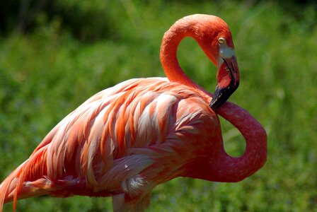 Animal plumage pink photo