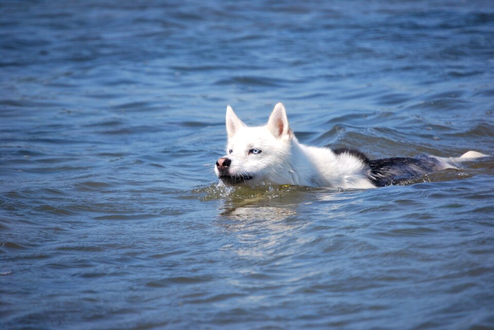 Siberian husky dog swimming animals photo
