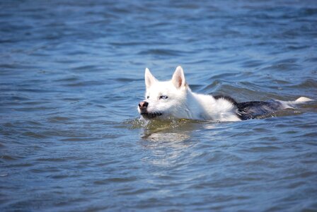Siberian husky dog swimming animals photo