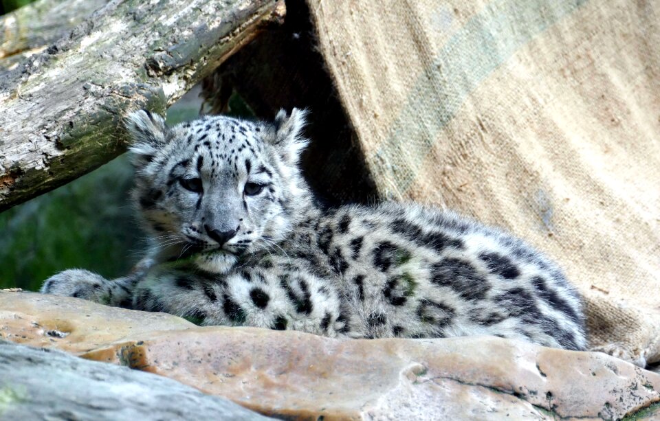 Young baby predator