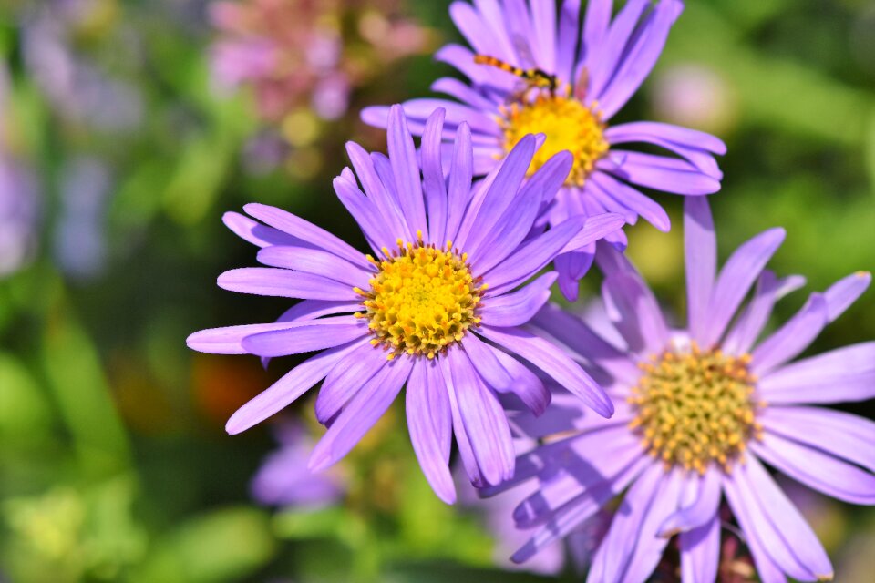 Violet blossom bloom