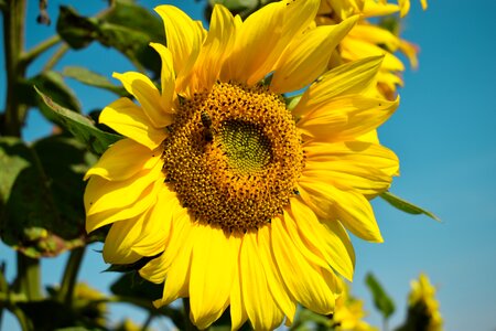 Sunflower summer Free photos