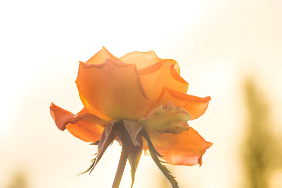 Orange beautiful macro