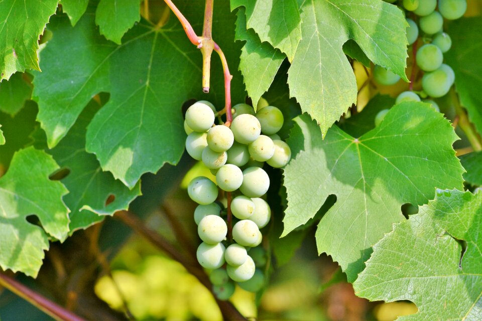 Winegrowing grapevine green