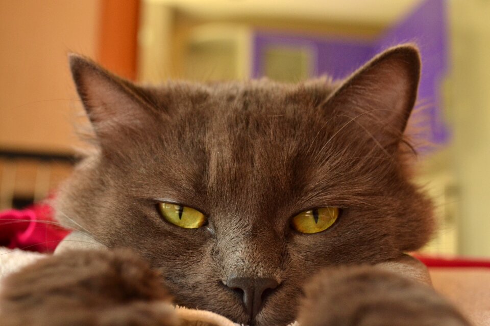 Grey cat animals gray cat