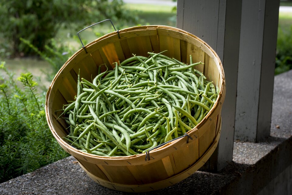 Fresh nutrition green