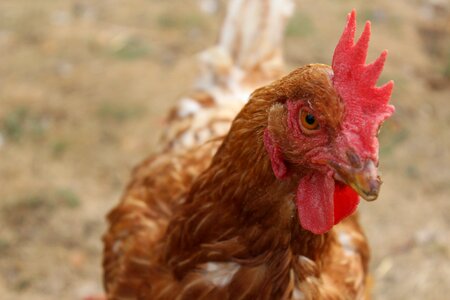 Poultry nature animals photo
