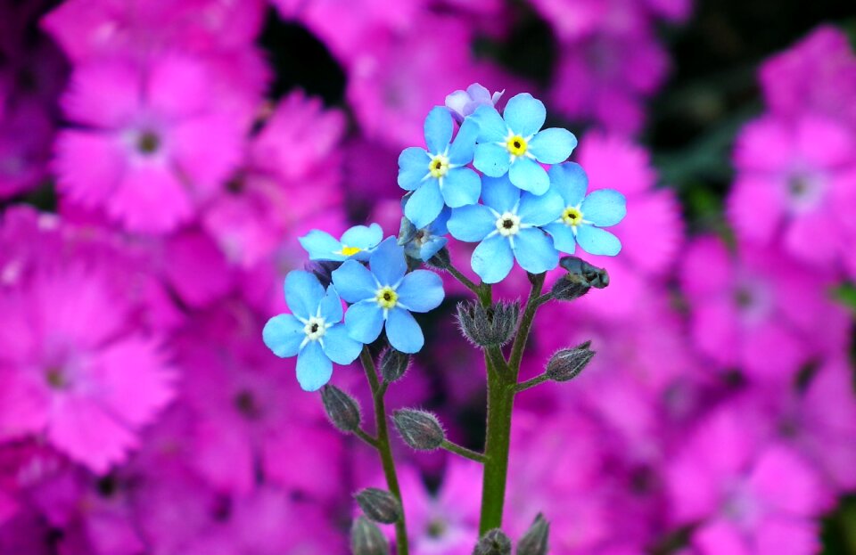 Spring nature garden