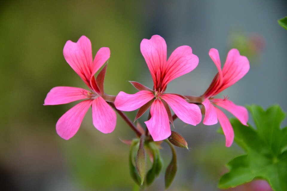 Pink plants petals photo