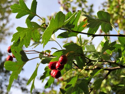 Autumn rose hips similar fruits ripe