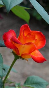 Rose flower rose blooms