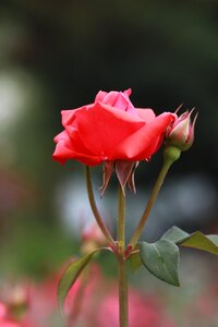 Leaf garden rose
