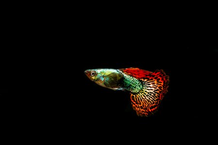 Guppies ornamental fish pet