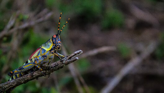Green summer animal