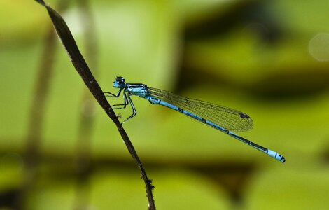 Blue pond close up