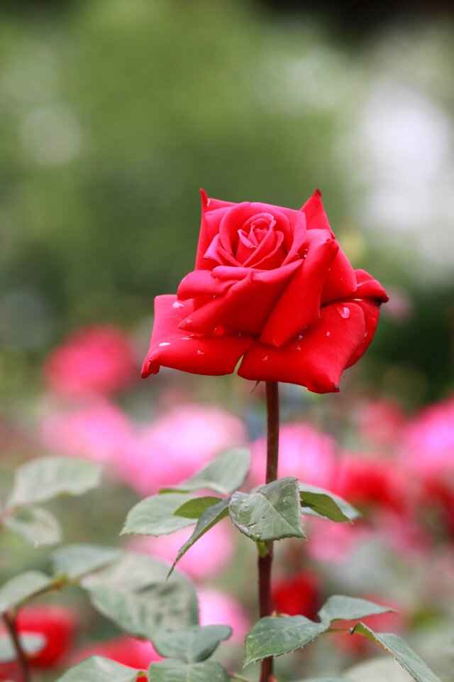 Leaf garden rose