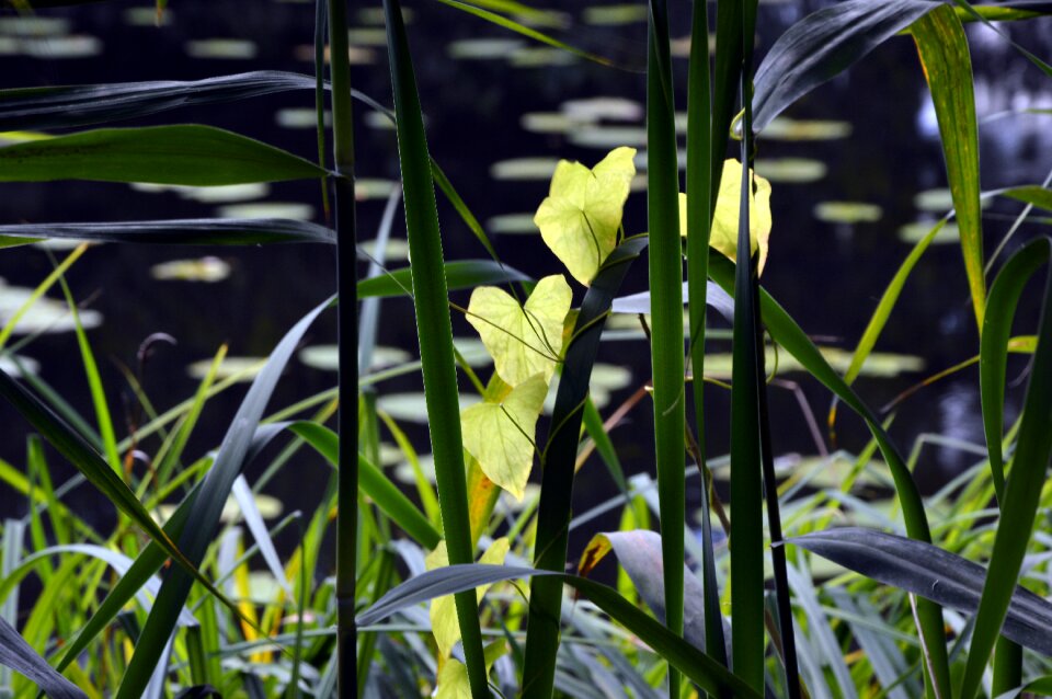 Bank shore plants lake