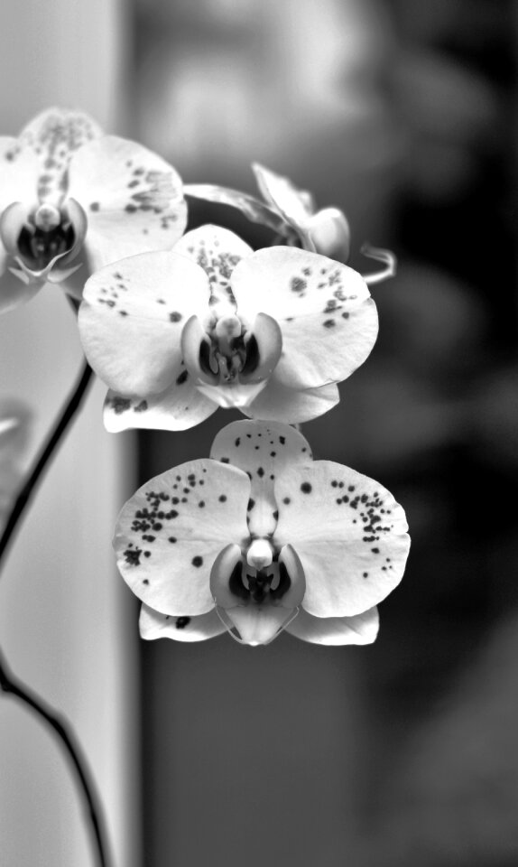 Bloom white flower