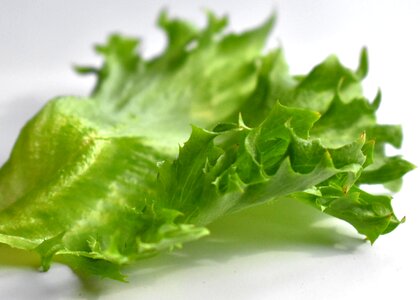 Healthy sheet plant