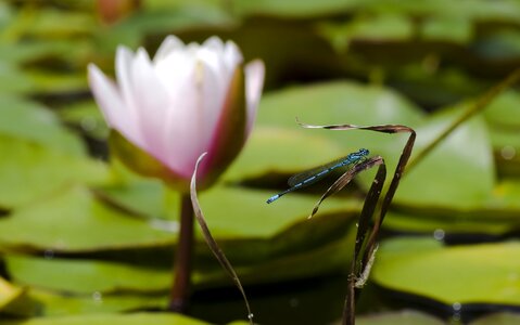 Pond close up water lily