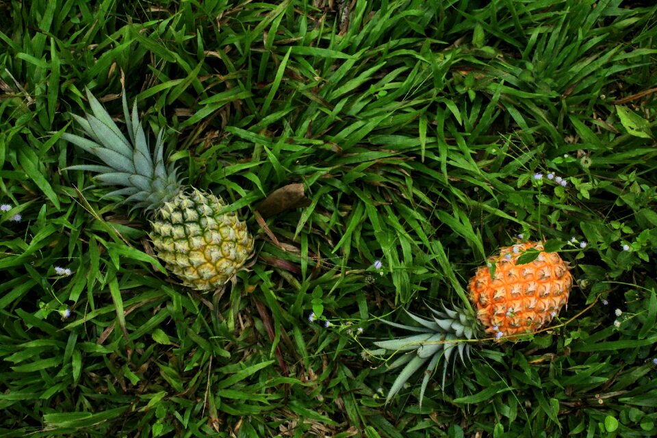 Grass nature fruit