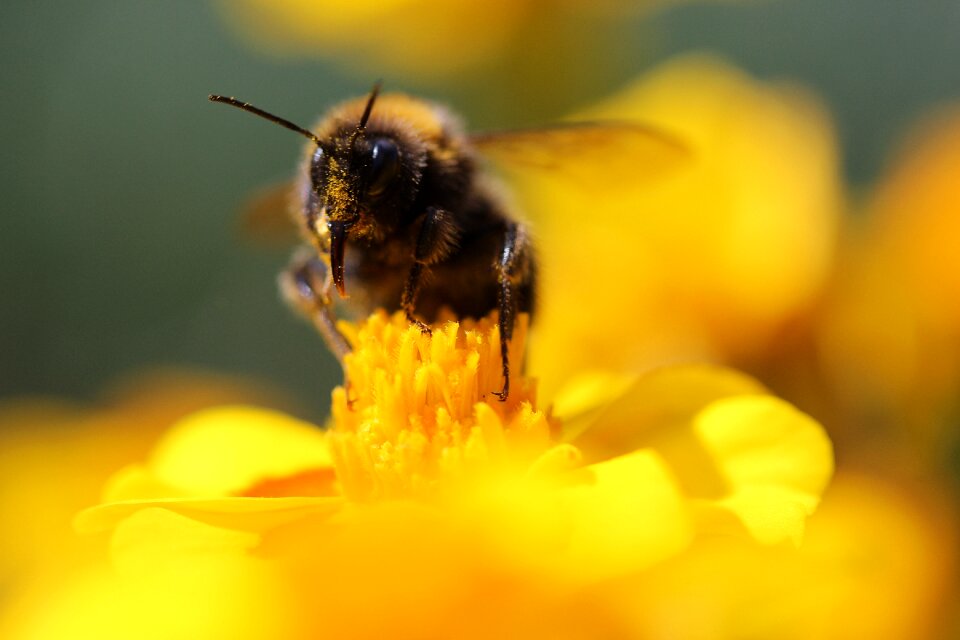 Sprinkle garden pollen