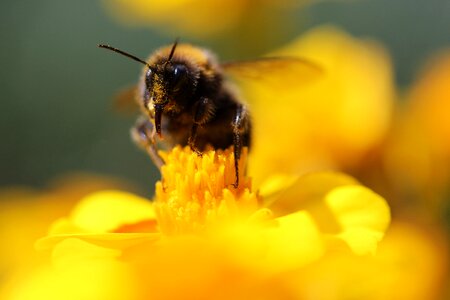 Sprinkle garden pollen