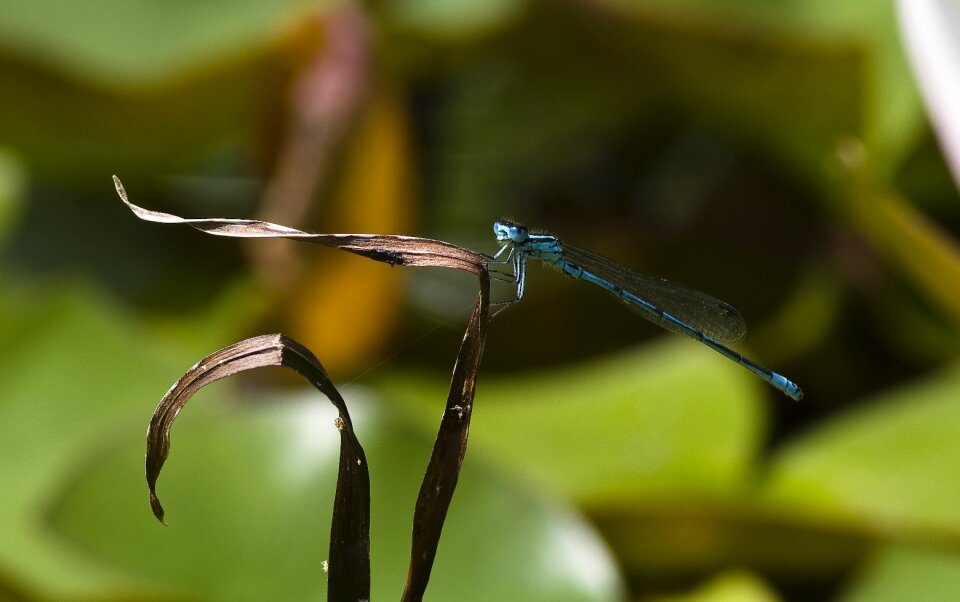 Blue pond close up