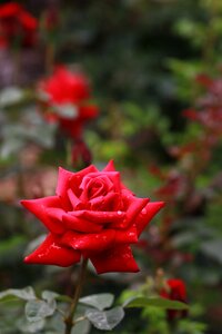 Leaf garden rose photo