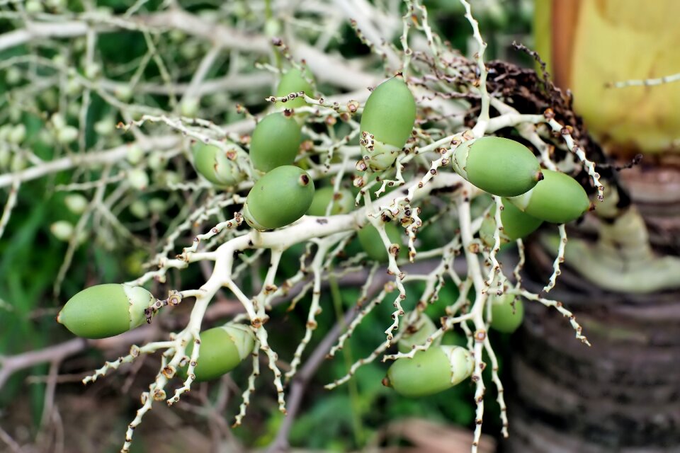Green agriculture outdoors