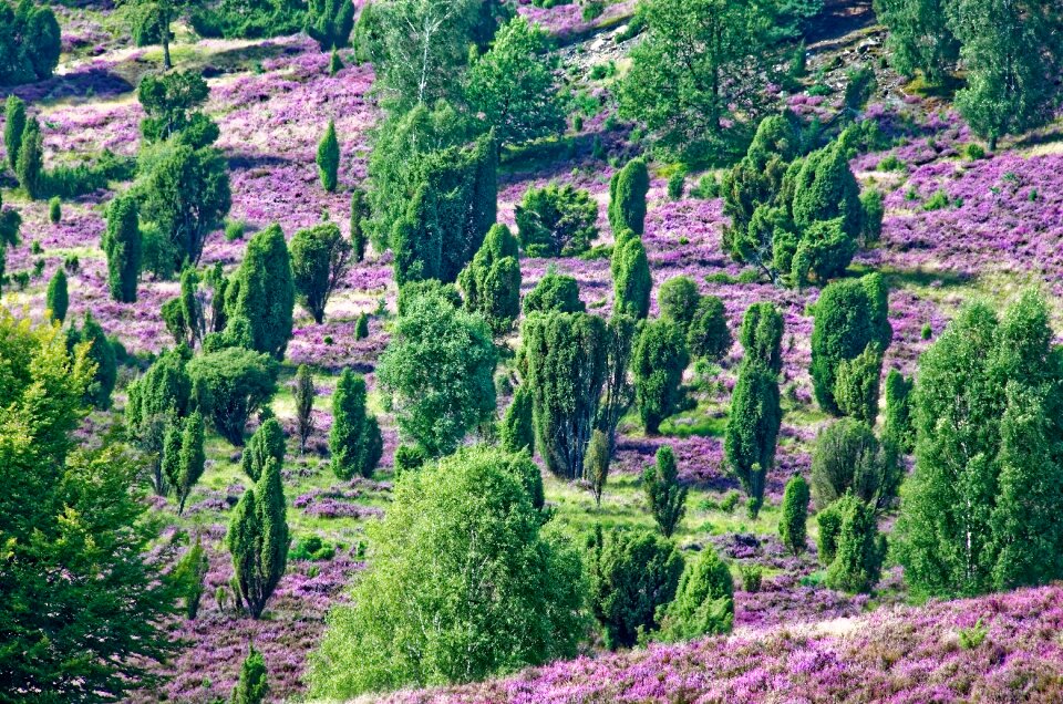Heather nature nature reserve
